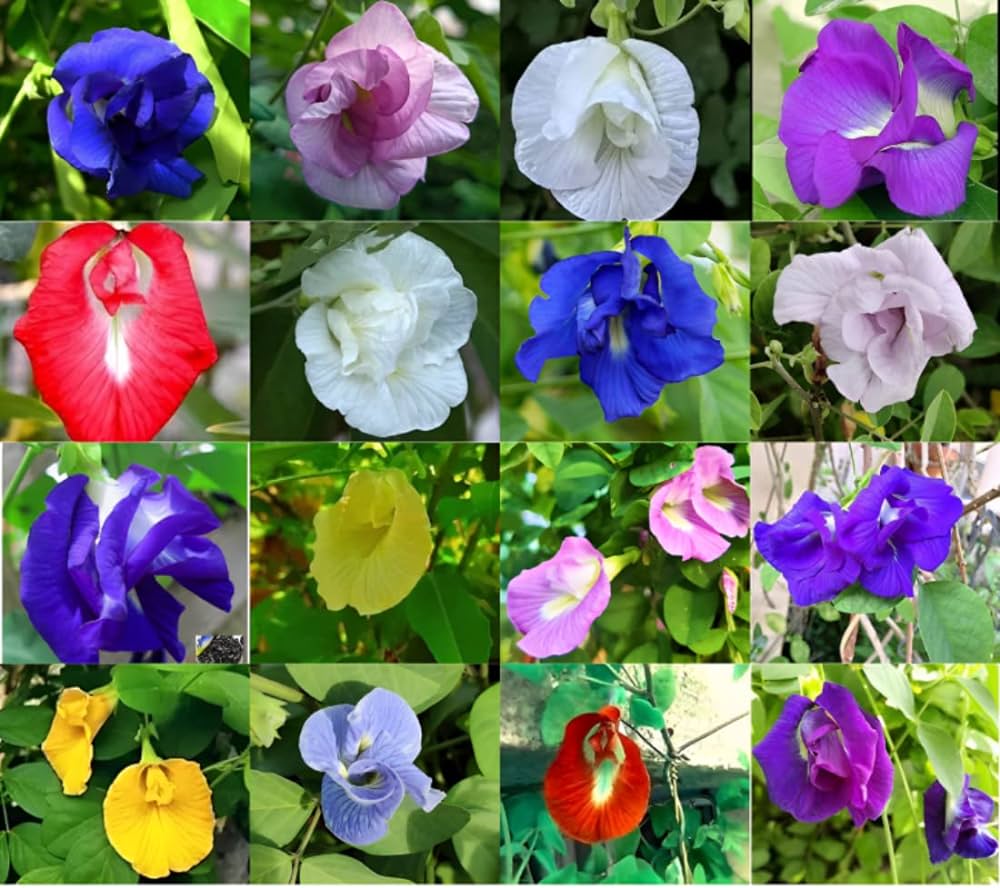butterflypea Butterfly pea colors