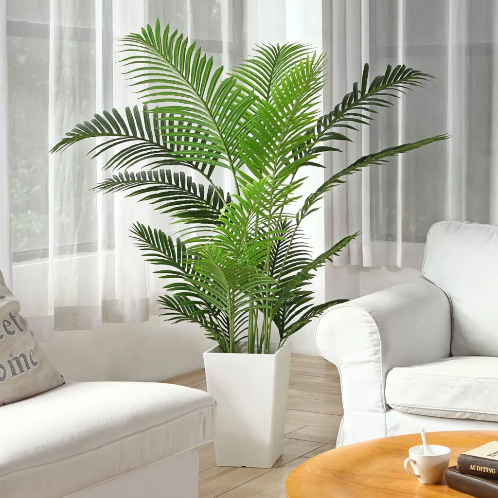 Areca Plam