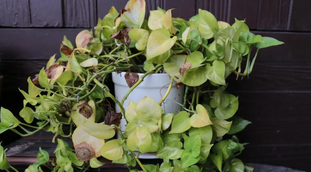 Yellowing of Money Plant Leaves