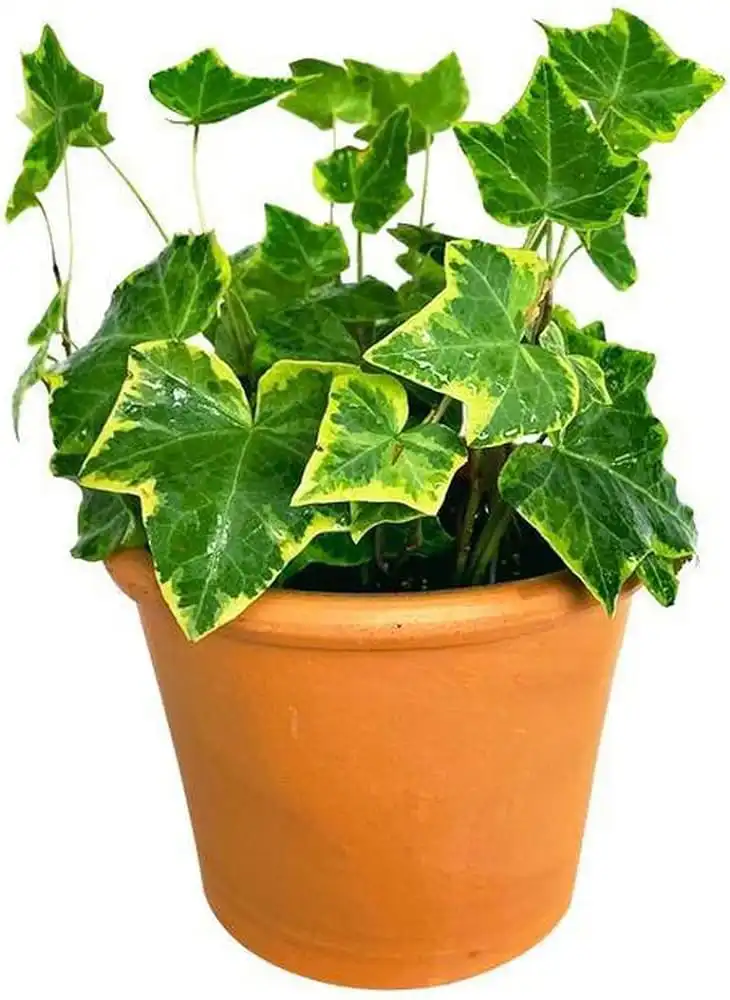 English Ivy इनडोर पौधे Indoor Plants