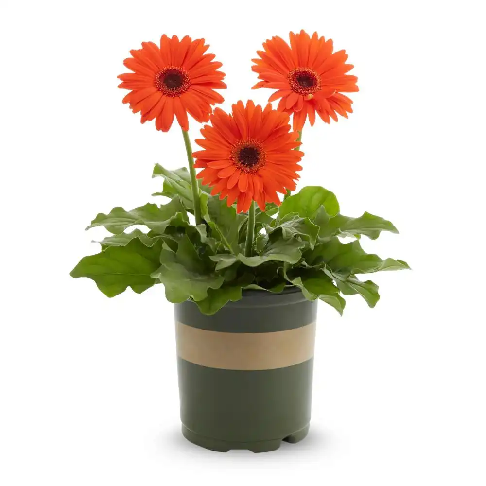Gerbera Daisy इनडोर पौधे Indoor Plants