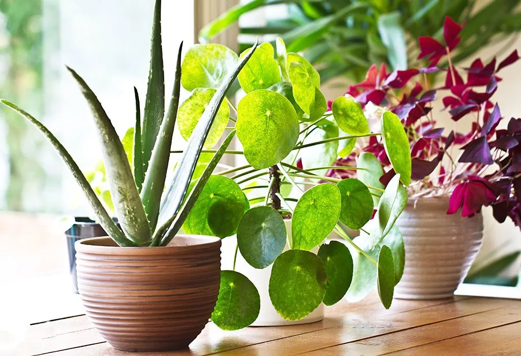 indoor plants