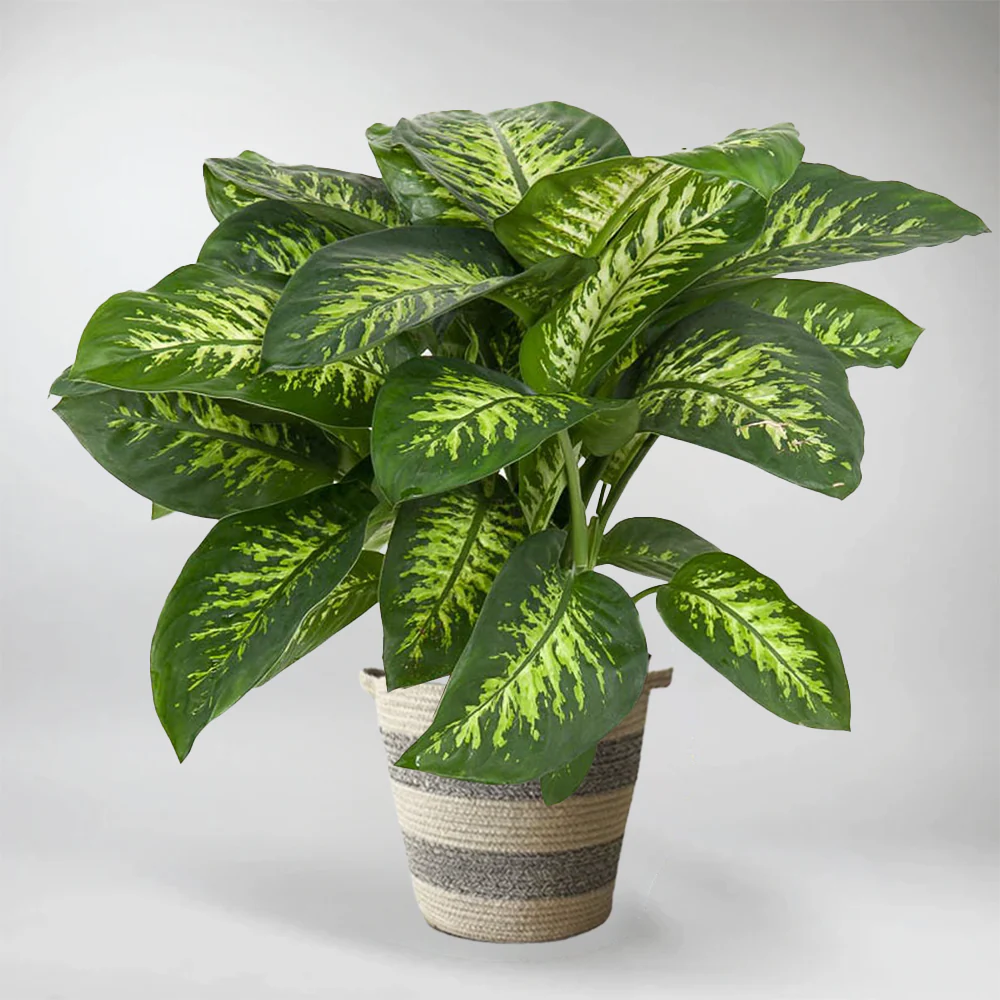 Leopard Lily इनडोर पौधे Indoor Plants