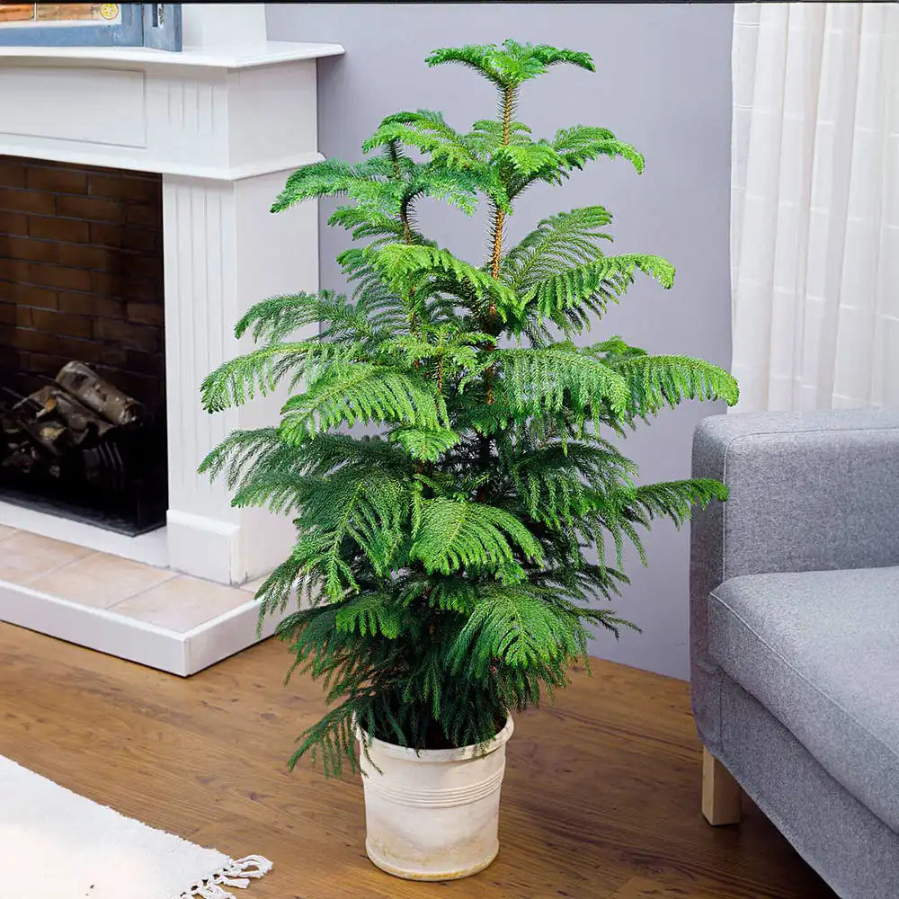 Pine Plant इनडोर पौधे Indoor Plants