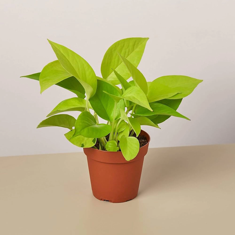 Pothos