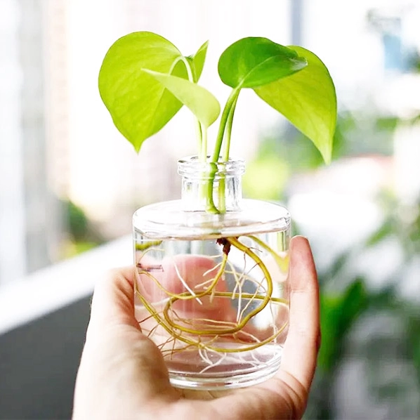 water money plant pot