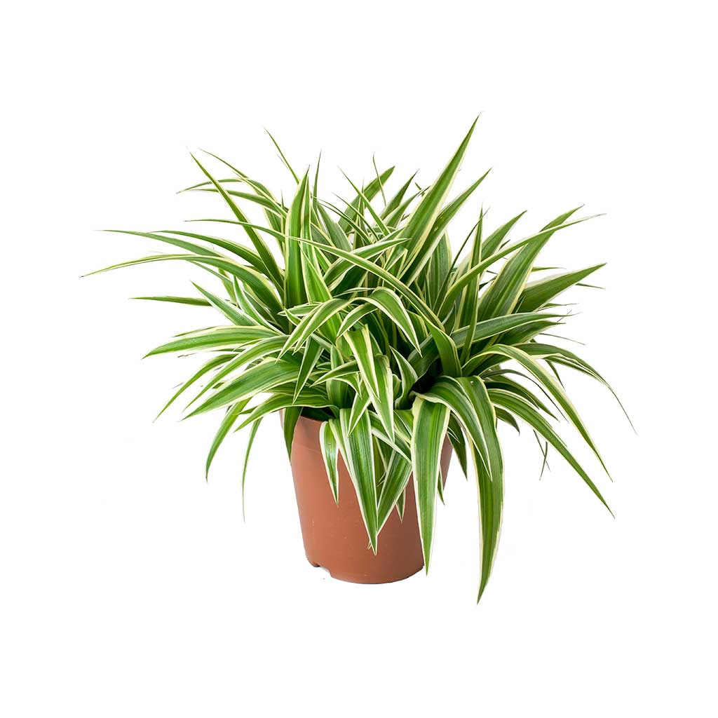 Spider plant