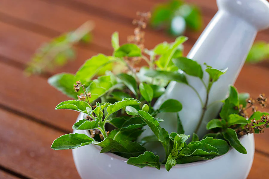 tulsi benefits