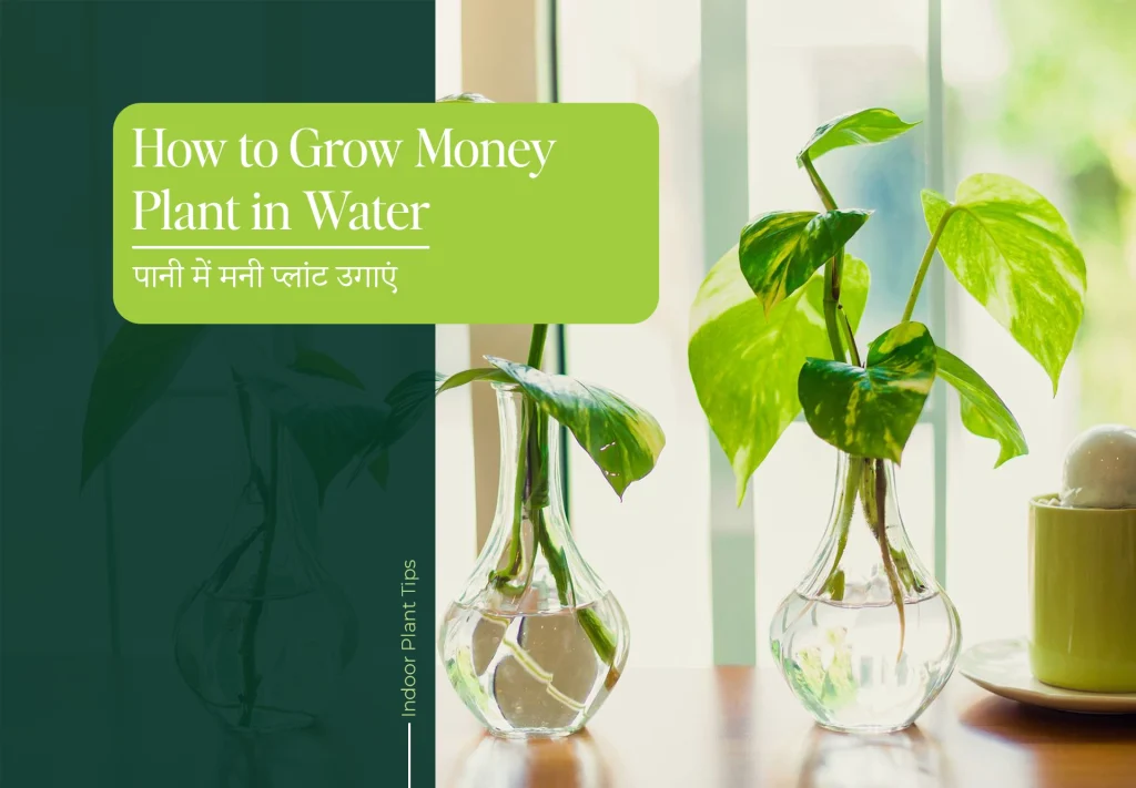 money plant in water
