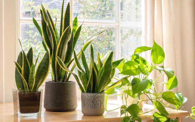 indoor snake plants