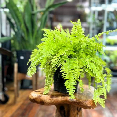 Boston Fern