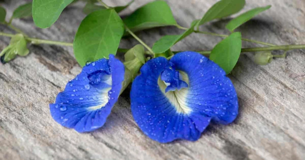 Butterfly Pea