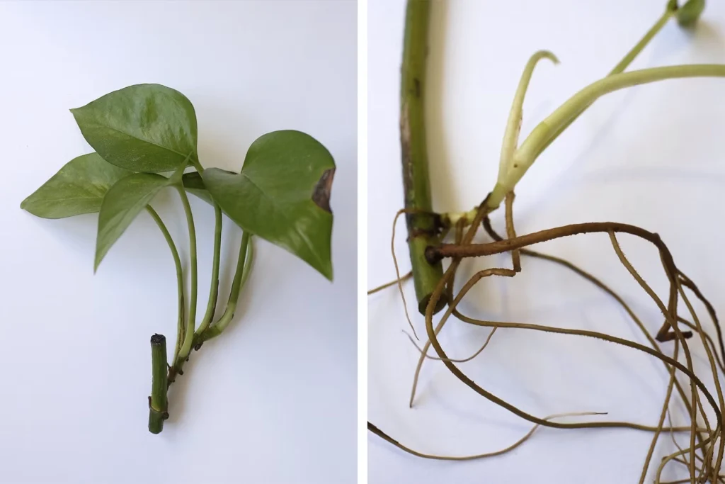 money plant