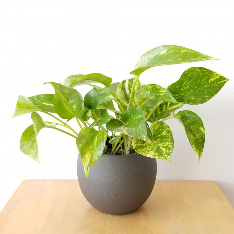 golden pothos