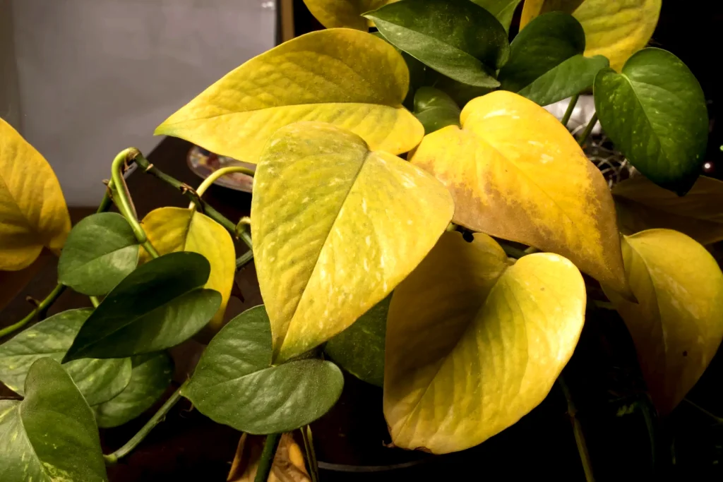 Yellow leaves
