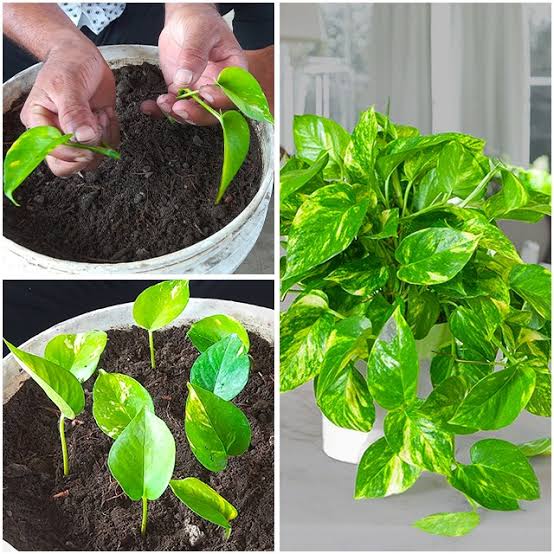Money Plant