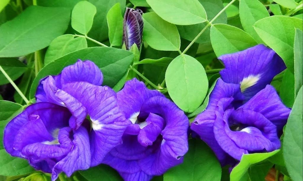 How to take care of Aparajita | अपराजिता की देखभाल कैसे करें?