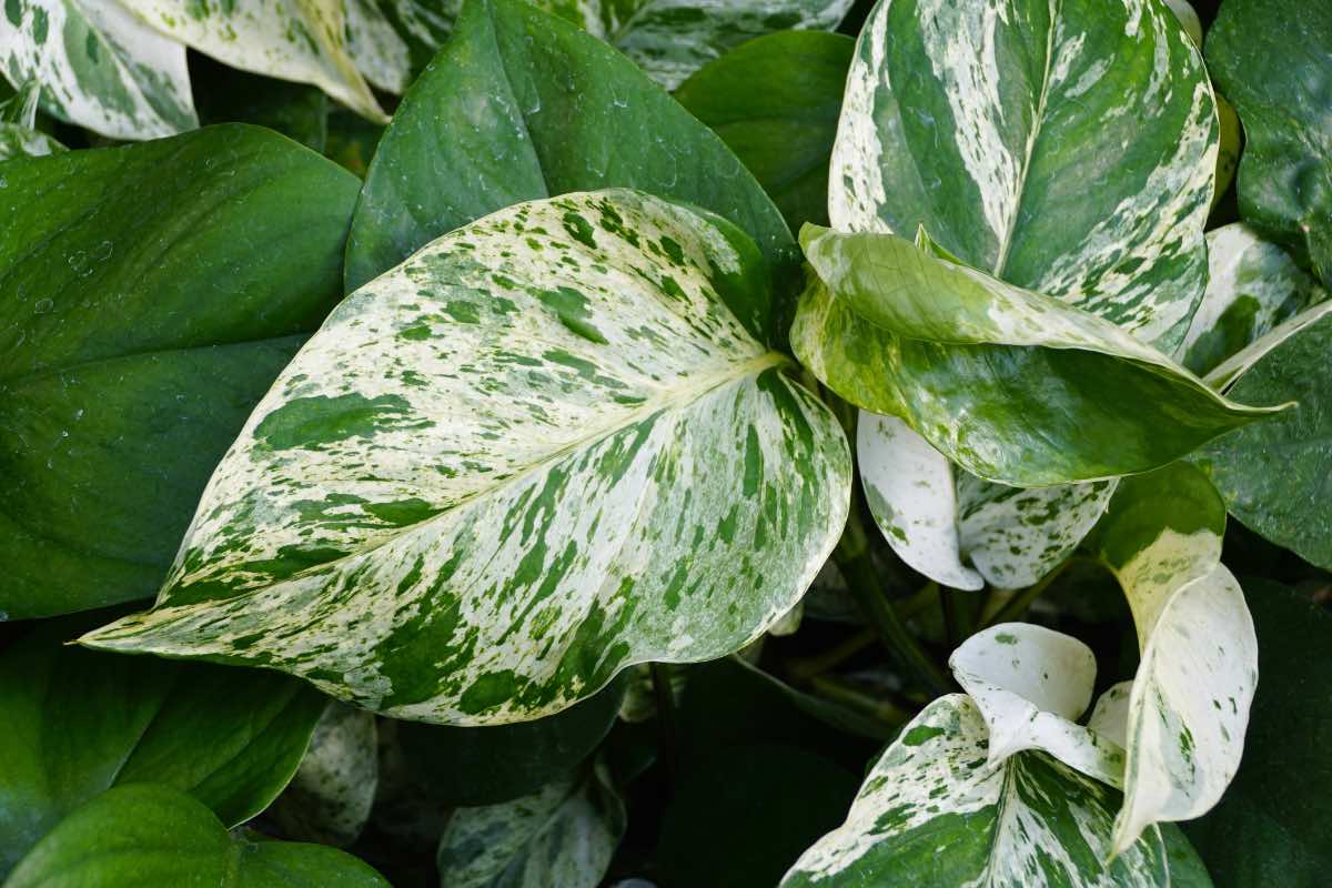 Marble queen pothos