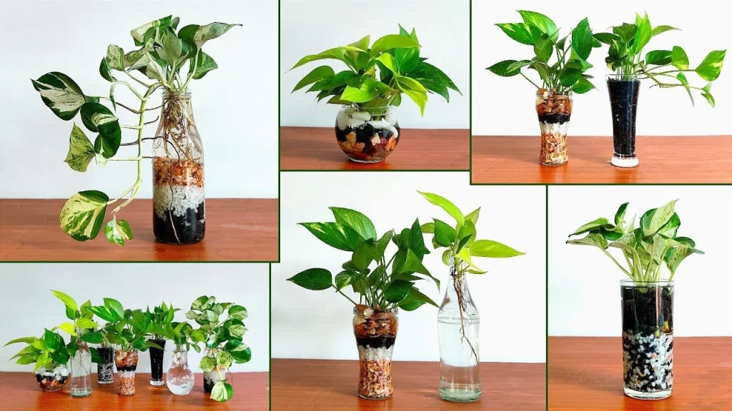 money plant in water