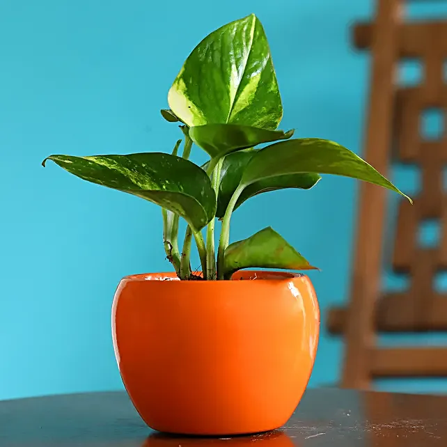 indoor plant