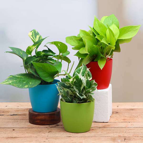 Money plant