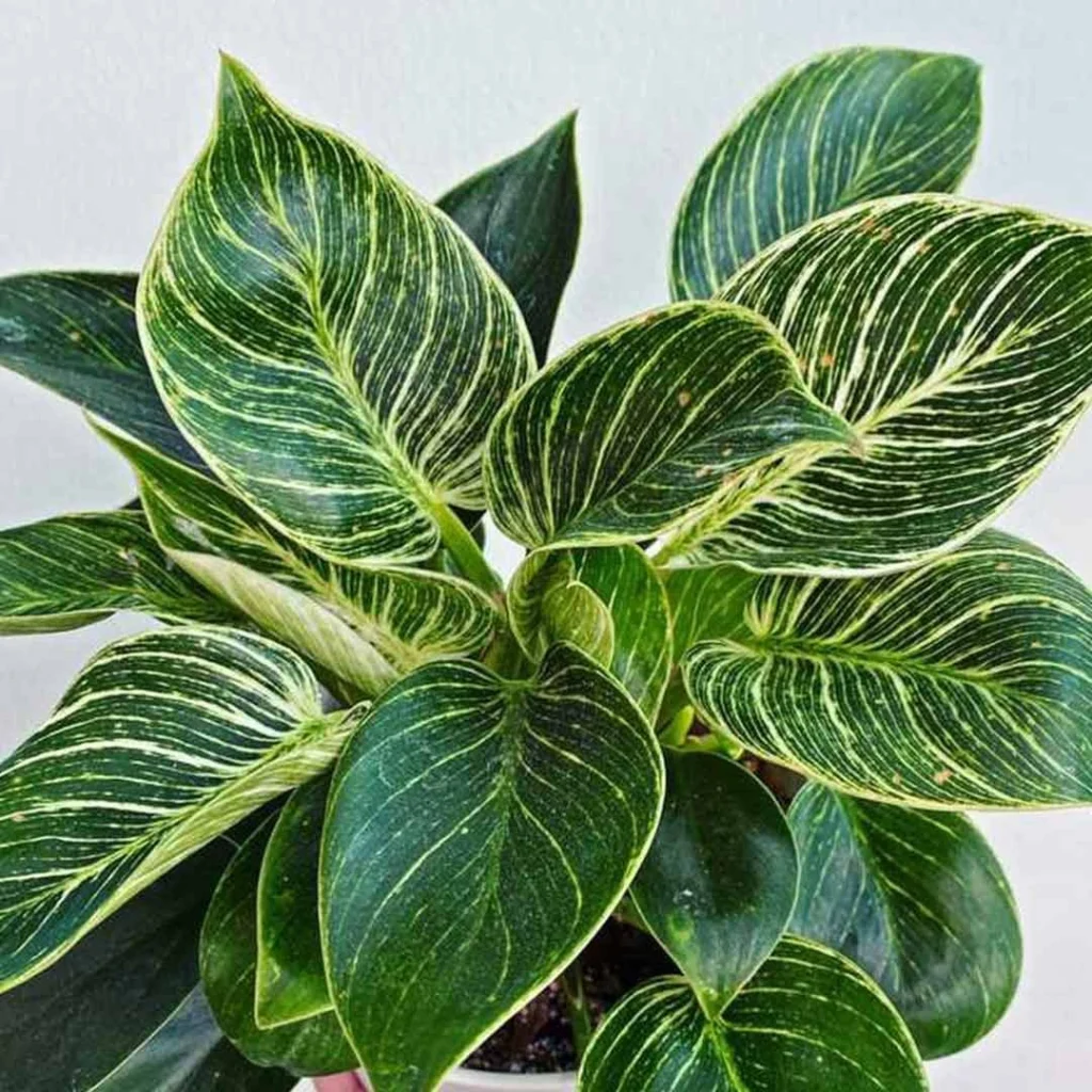 Philodendron Berkin इनडोर पौधे Indoor Plants
