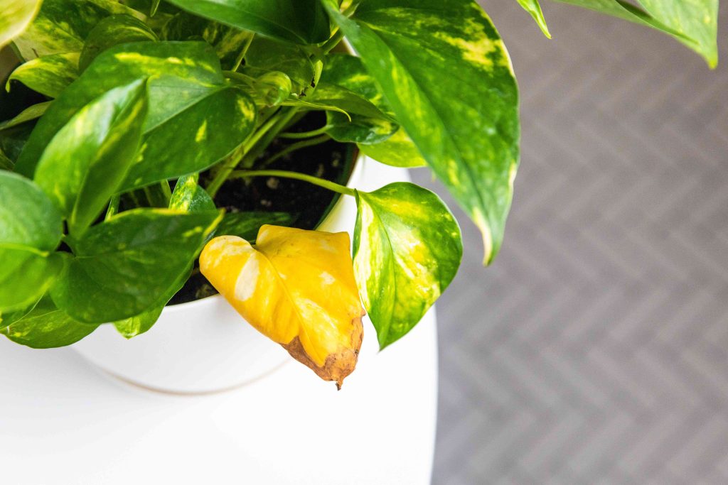 Yellowing of Money Plant Leaves