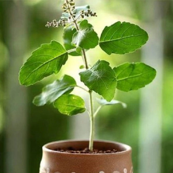grow tulsi