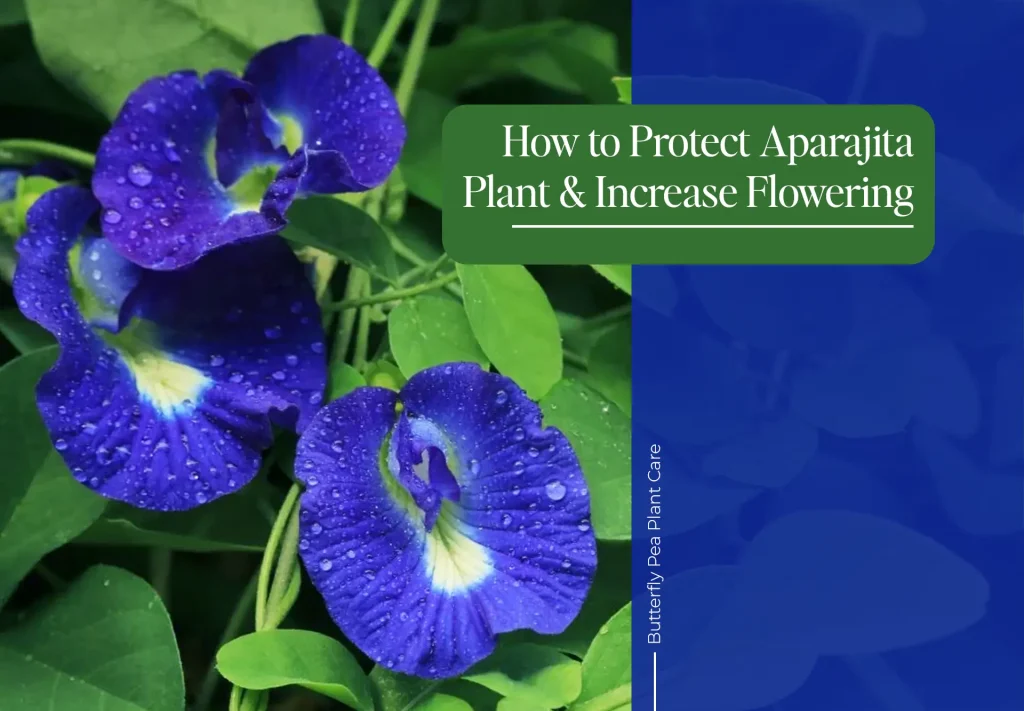 Aparajita Butterfly Pea Plant