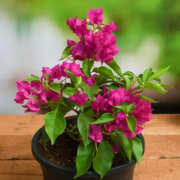 Bougainvillea