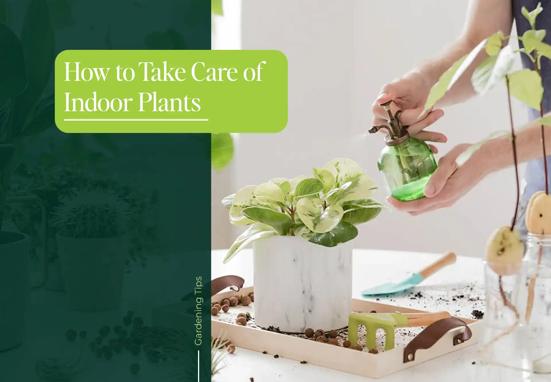 How to Take Care of Indoor Plants - The Leafy Care