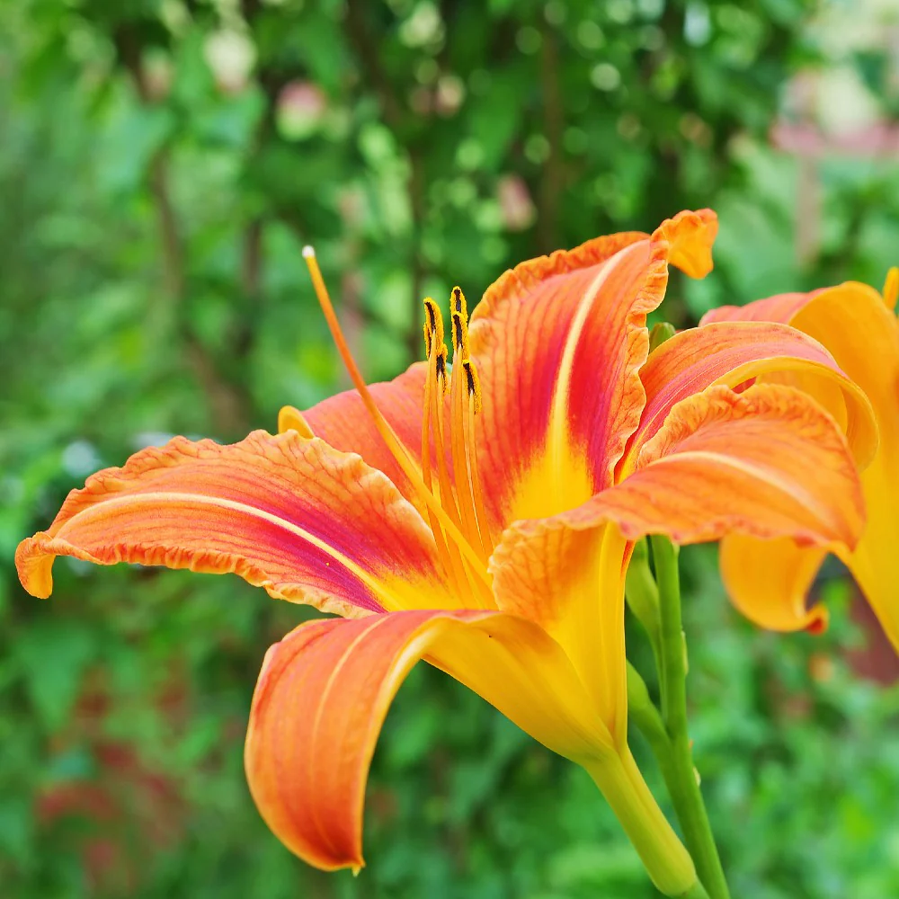 Daylily Flower Plant