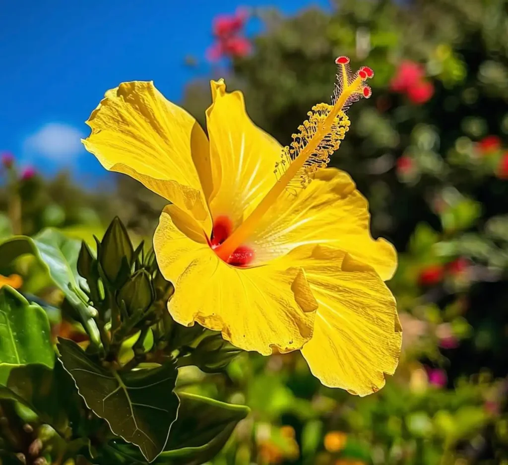 Hibiscus Flower Plants