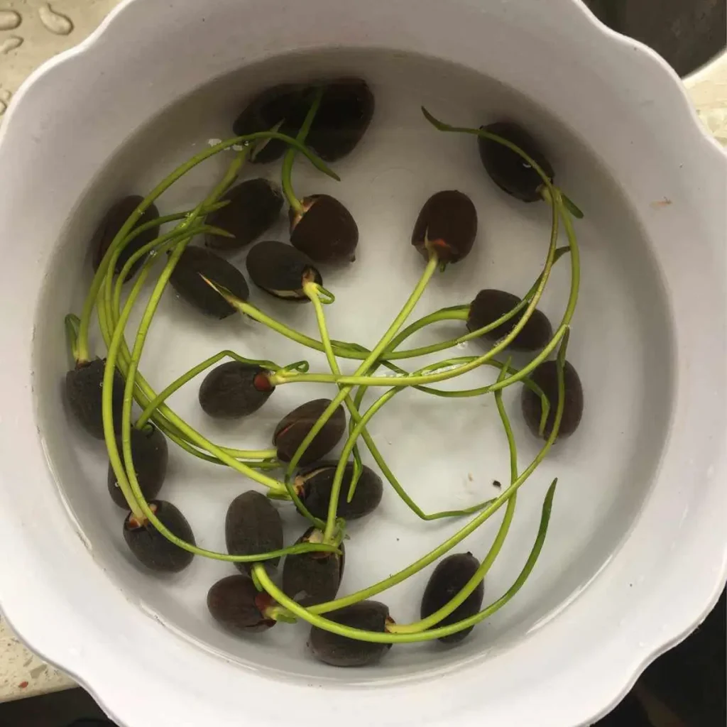 Lotus Seeds