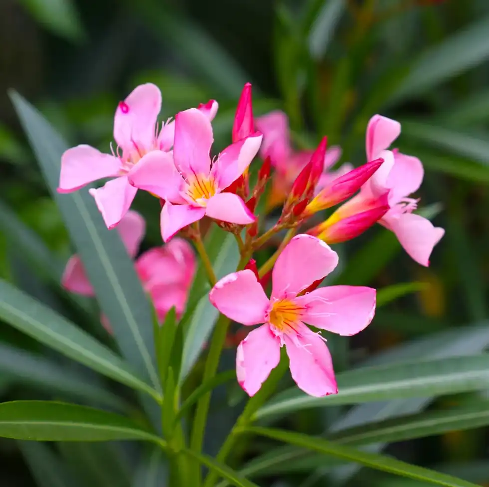 Oleander