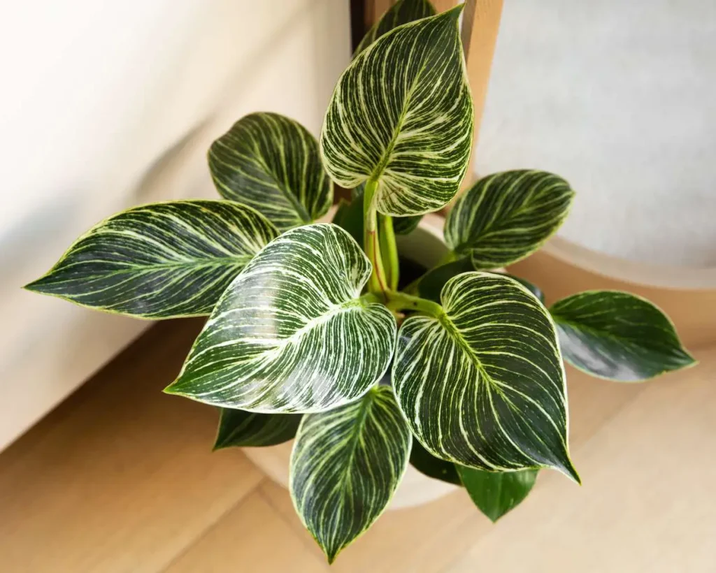 Philodendron Birkin Benefits