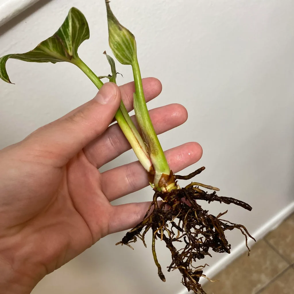 Philodendron Birkin Propagation
