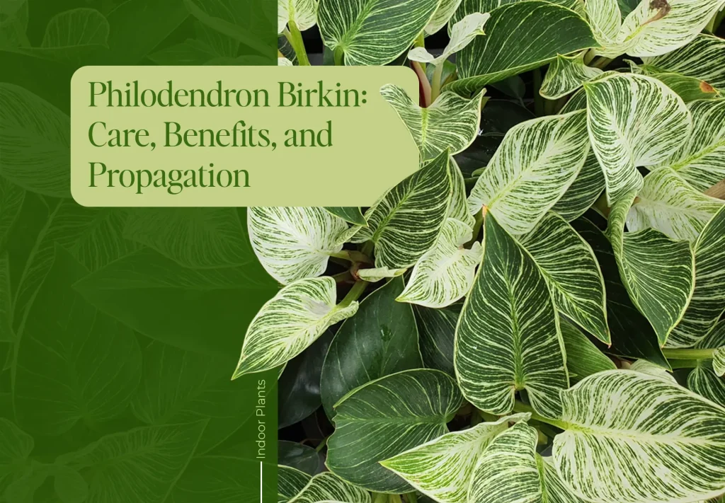 Philodendron Birkin Plant