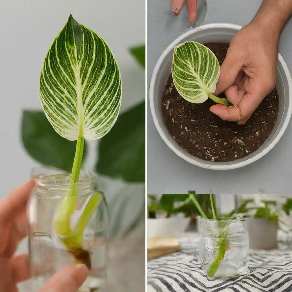 Philodendron Birkin Propagation