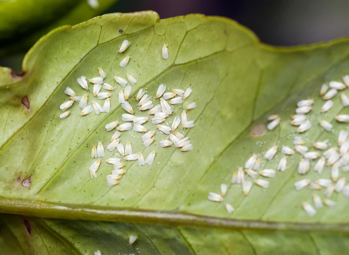 Whiteflies