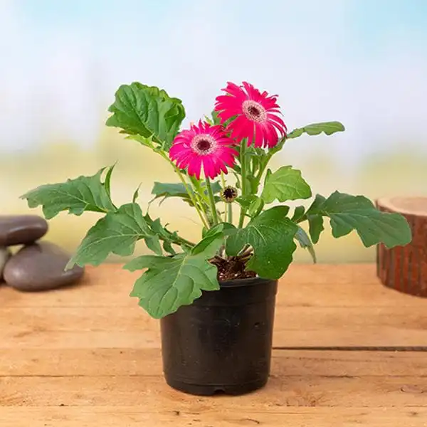 Gerbera