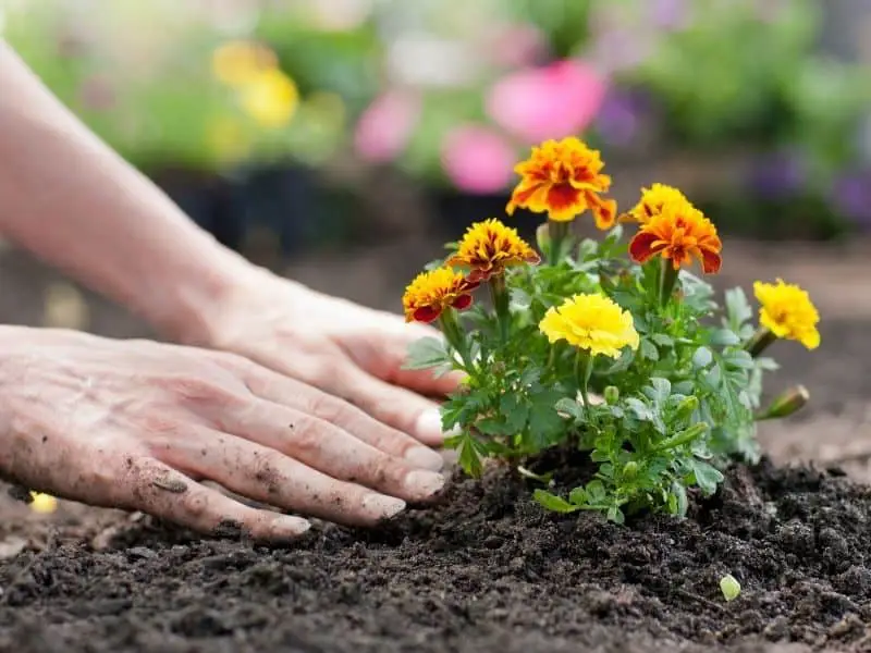 Planting Marigold
