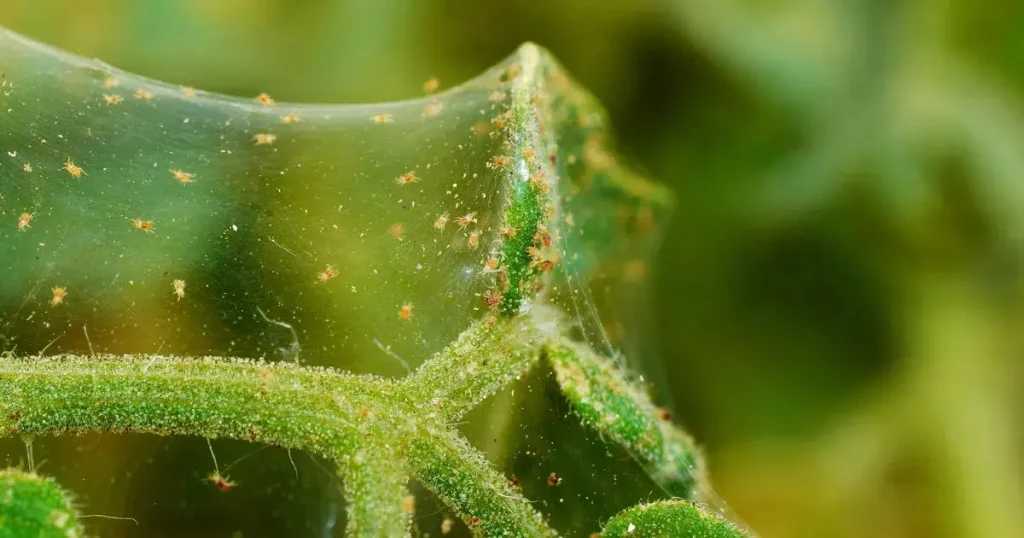 Spider Mites