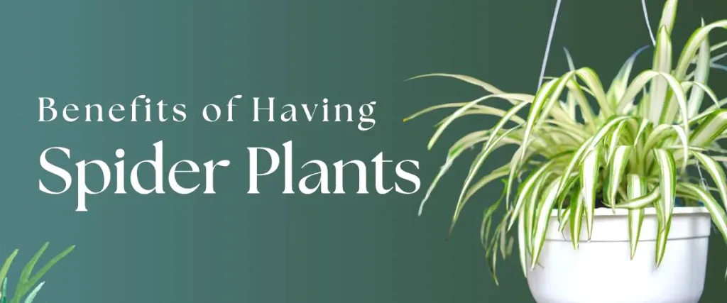 Spider Plant Benefits