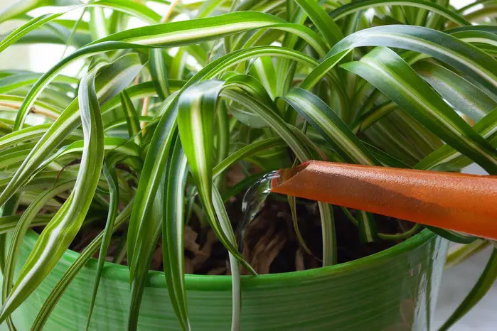 Spider Plant Water