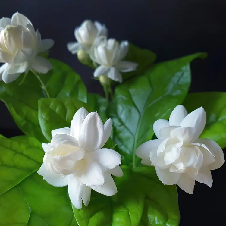 Arabian Jasmine