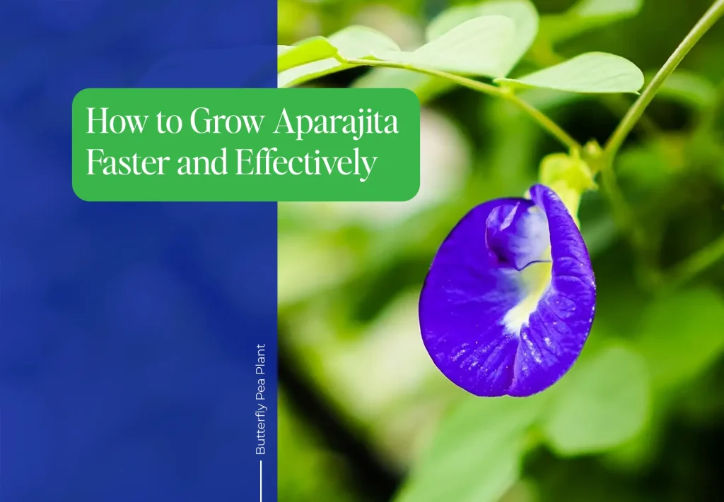 Aparajita Plant