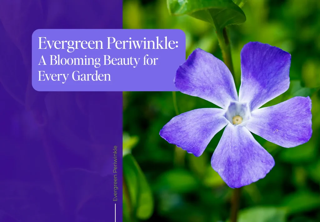 Periwinkle Flower