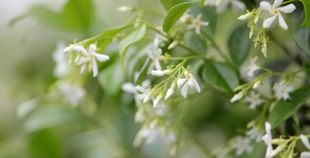 Jasmine Plant Care