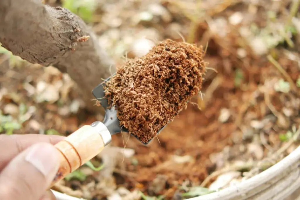 cocopeat